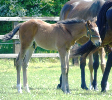 2019 colt by Muharaar